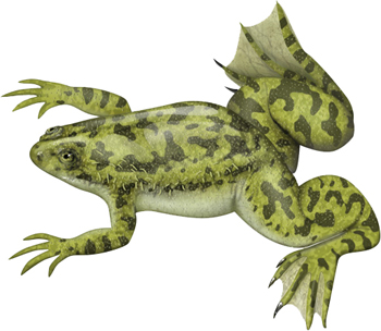 The South African clawed frog (Xenopus laevis) can regenerate the lens of its eye, a process that could one day be replicated in humans. Credit: Barbara Harmon.